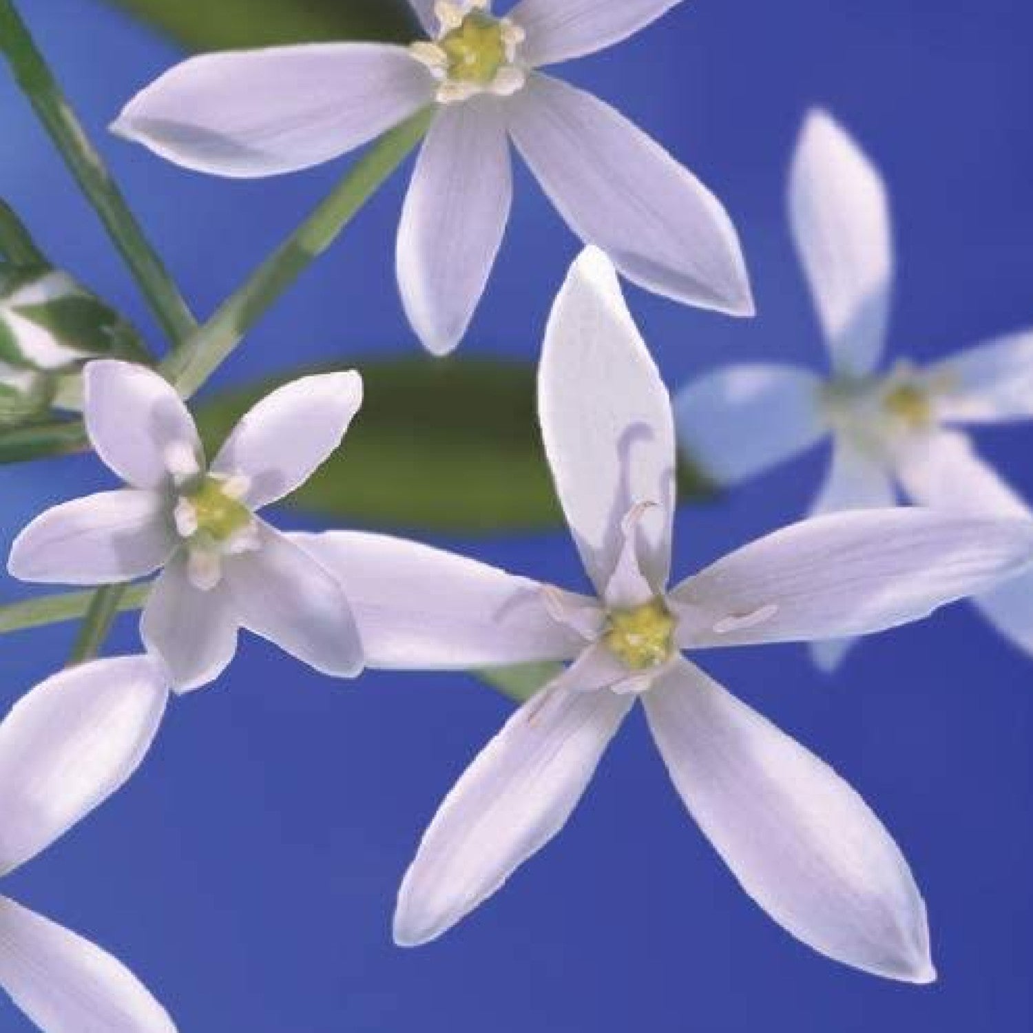 Yankee Reed PreFragranced Diffusers Refill Sticks Celebright UK